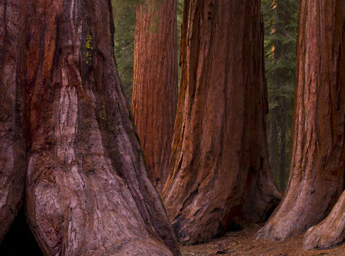 Giant sequoias in the Mariposa Grove at Yosemite National Park
