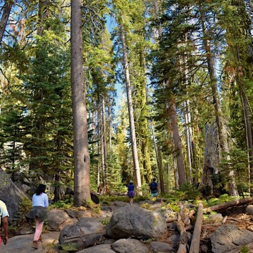 Guiding a group in the woods at Yosemite