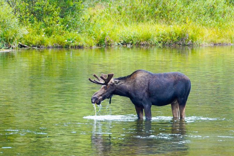 Yellowstone-Moose-Photo-Cred-Justin-Ebert