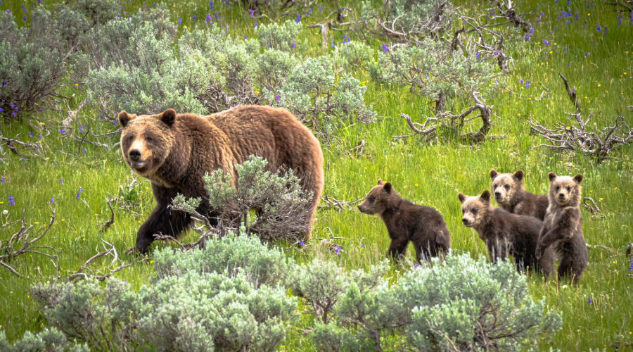 Yellowstone Bears