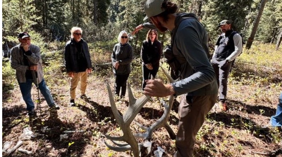 Yellowstone Wildlife Tracking Tour