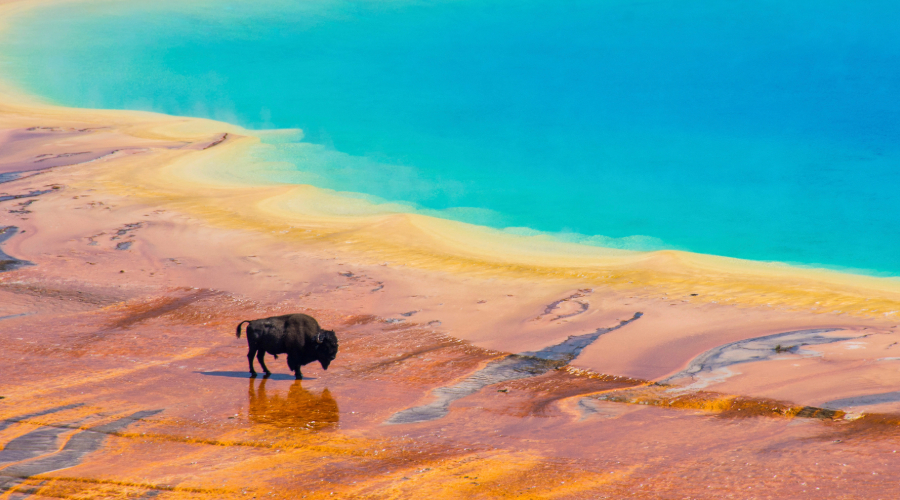 Bison Grand Prismatic